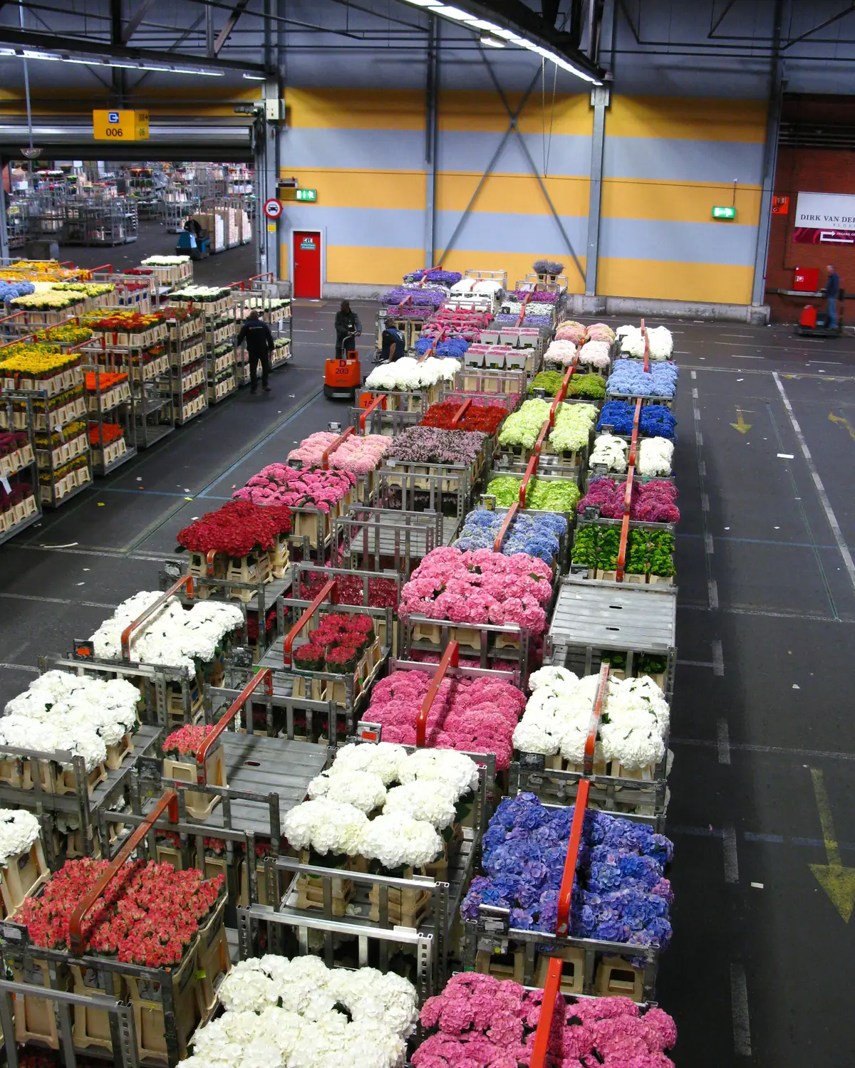 Carros de flor recién cortada, clasificada por variedad y color, listos para su venta mayorista